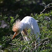 "Cattle Egret" Montagu, South Africa